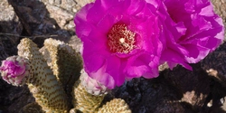 17 Fiore di cactus colibrì