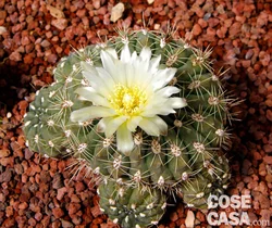 5 Fiore di cactus